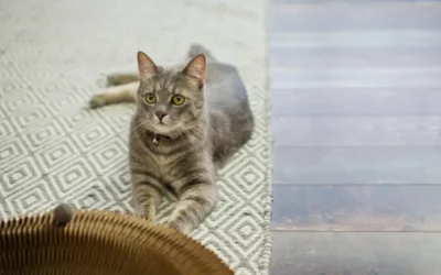 What to Do When Cat Urine Soaks into Your Rug
